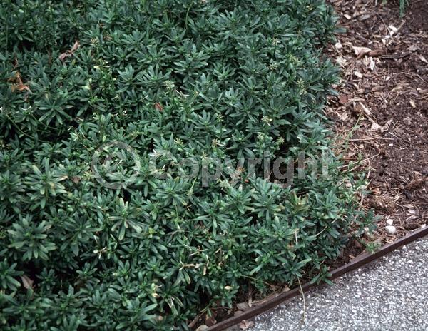 White blooms; Evergreen; Needles or needle-like leaf