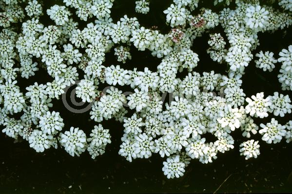 White blooms; Evergreen; Needles or needle-like leaf