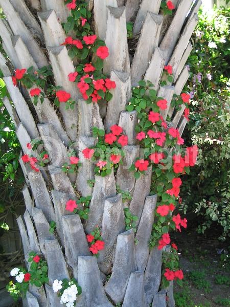 Red blooms; Orange blooms; White blooms; Pink blooms; Evergreen; Needles or needle-like leaf