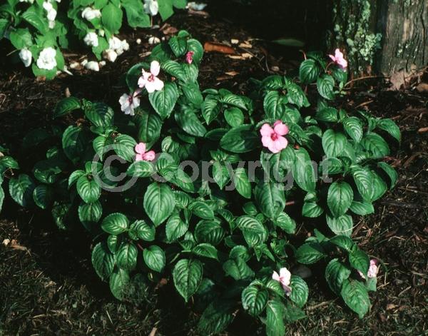 Purple blooms; Pink blooms