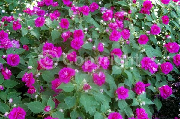 Purple blooms; Evergreen; Needles or needle-like leaf
