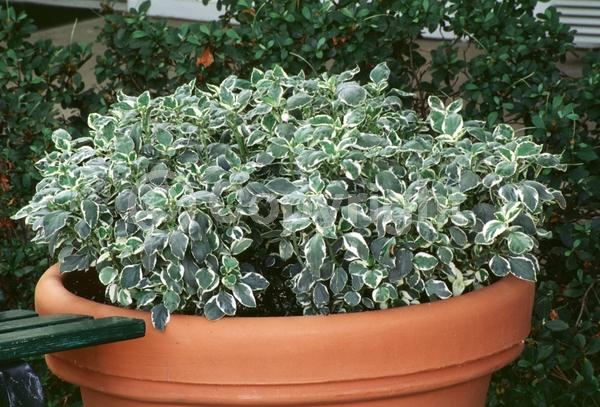 Pink blooms; Evergreen