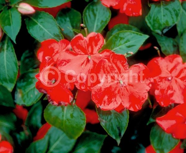 Red blooms; Evergreen; Needles or needle-like leaf