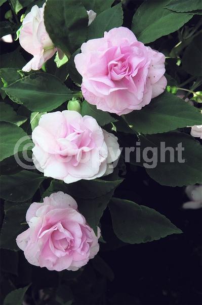 Blue blooms; Lavender blooms; Evergreen; Needles or needle-like leaf