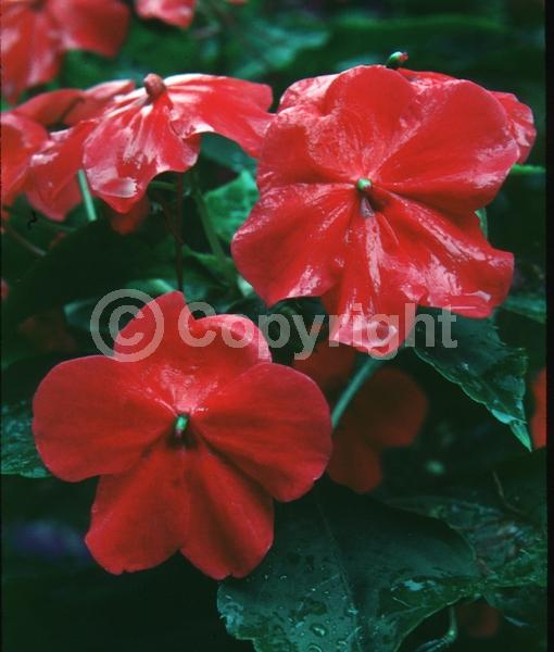 Red blooms; Evergreen