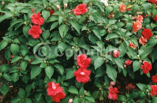 Red blooms; Evergreen