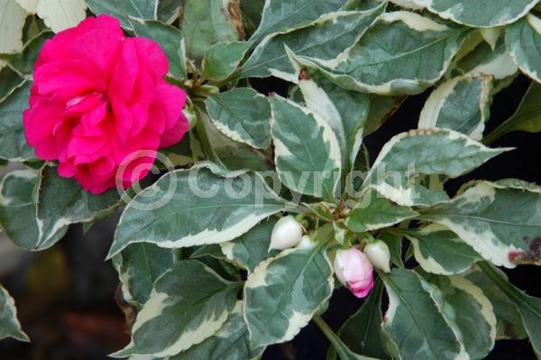 Red blooms; Orange blooms; White blooms; Pink blooms; Evergreen; Needles or needle-like leaf