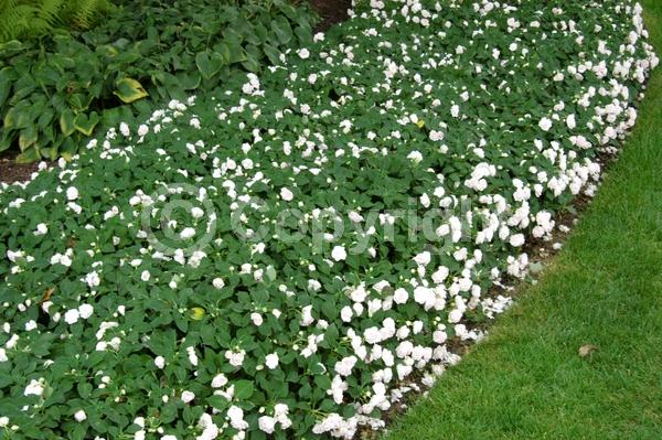 Red blooms; Orange blooms; White blooms; Pink blooms; Evergreen; Needles or needle-like leaf