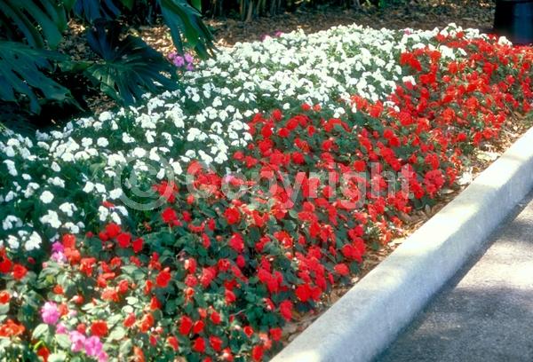 Red blooms; Orange blooms; White blooms; Pink blooms; Evergreen; Needles or needle-like leaf