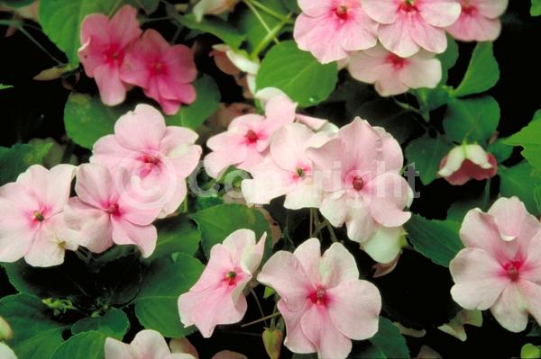 Red blooms; Orange blooms; White blooms; Pink blooms; Evergreen; Needles or needle-like leaf