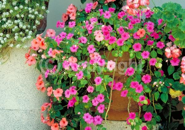 Red blooms; Orange blooms; White blooms; Pink blooms; Evergreen; Needles or needle-like leaf