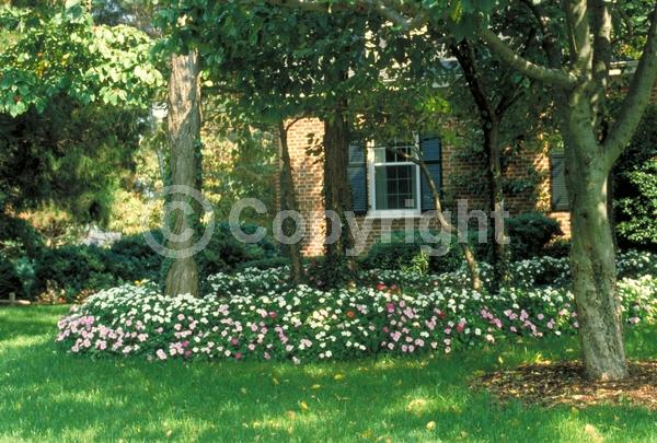Red blooms; Orange blooms; White blooms; Pink blooms; Evergreen; Needles or needle-like leaf