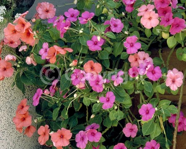 Red blooms; Orange blooms; White blooms; Pink blooms; Evergreen; Needles or needle-like leaf