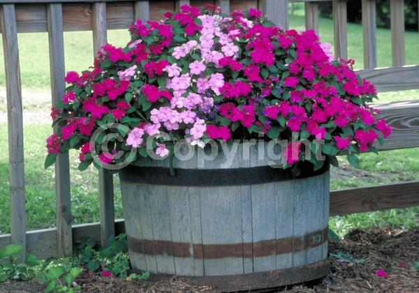 Red blooms; Orange blooms; White blooms; Pink blooms; Evergreen; Needles or needle-like leaf