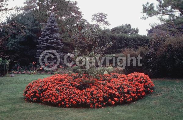 Red blooms; Orange blooms; White blooms; Pink blooms; Evergreen; Needles or needle-like leaf