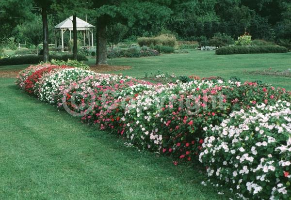 Red blooms; Orange blooms; White blooms; Pink blooms; Evergreen; Needles or needle-like leaf