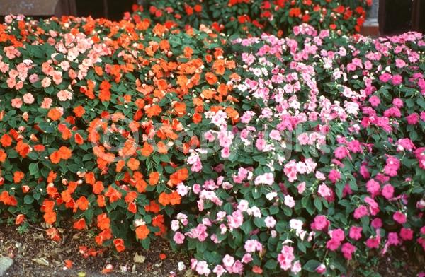 Red blooms; Orange blooms; White blooms; Pink blooms; Evergreen; Needles or needle-like leaf
