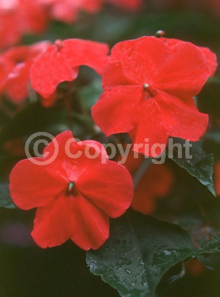 Red blooms; Orange blooms; White blooms; Pink blooms; Evergreen; Needles or needle-like leaf