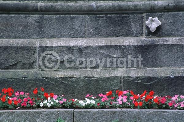 Red blooms; Orange blooms; White blooms; Pink blooms; Evergreen; Needles or needle-like leaf