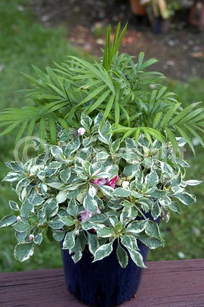 Red blooms; Orange blooms; White blooms; Pink blooms; Evergreen; Needles or needle-like leaf