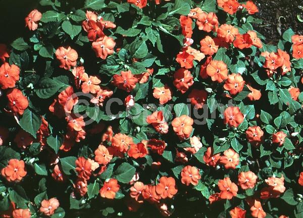 Orange blooms; Evergreen; Needles or needle-like leaf
