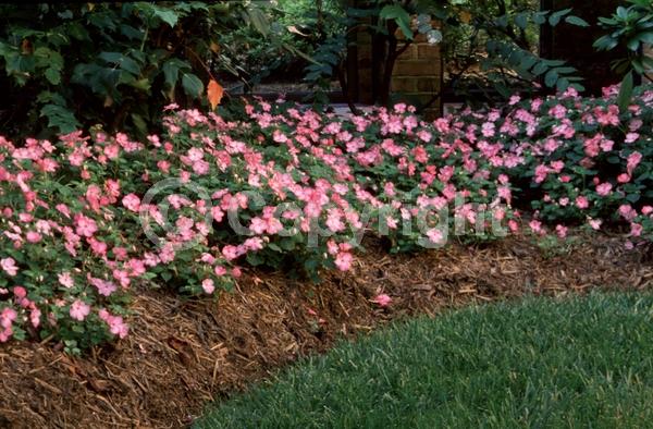 Pink blooms; Evergreen; Needles or needle-like leaf