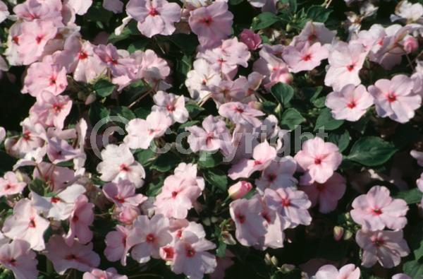 Pink blooms; Evergreen; Needles or needle-like leaf