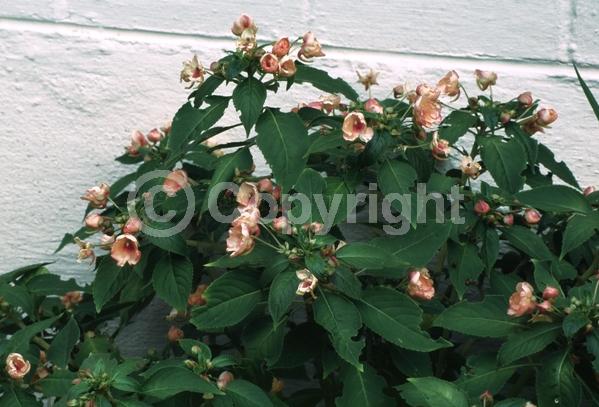 Salmon blooms; Evergreen