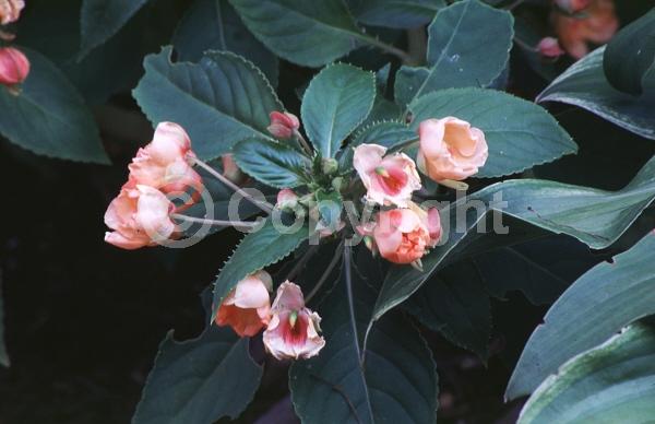 Salmon blooms; Evergreen