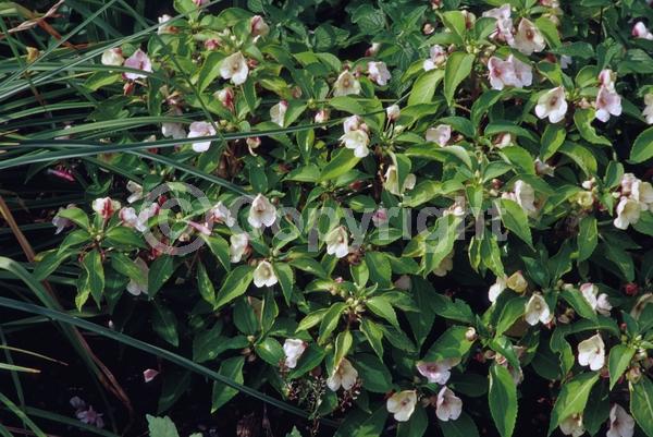 Salmon blooms; Evergreen