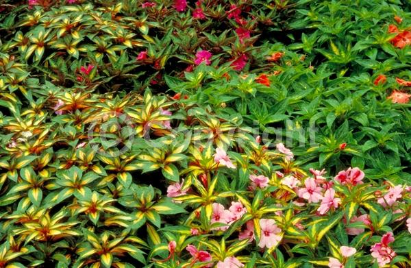 Red blooms; Orange blooms; Purple blooms; White blooms; Pink blooms