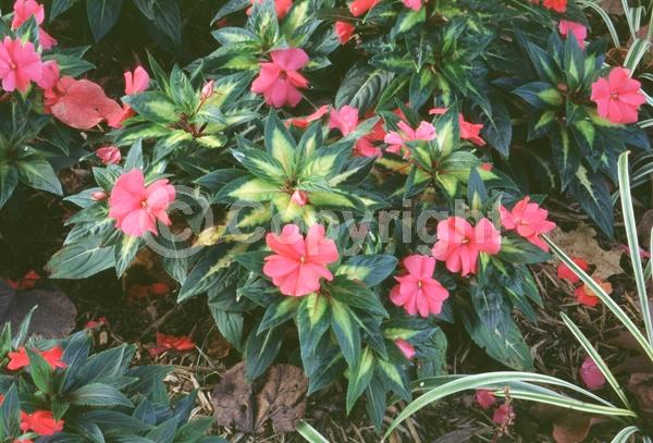Red blooms; Orange blooms; Purple blooms; White blooms; Pink blooms