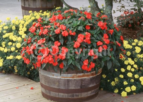Red blooms; Orange blooms; Purple blooms; White blooms; Pink blooms