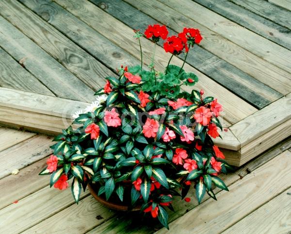 Red blooms; Orange blooms; Purple blooms; White blooms; Pink blooms