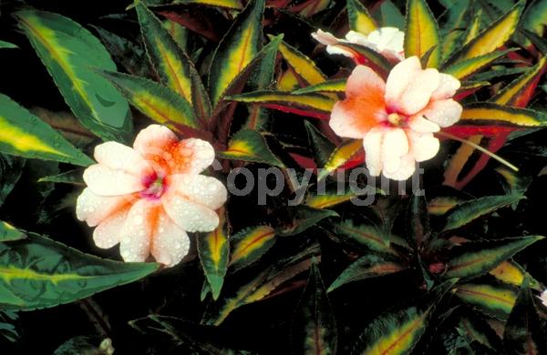 Red blooms; Orange blooms; Purple blooms; White blooms; Pink blooms