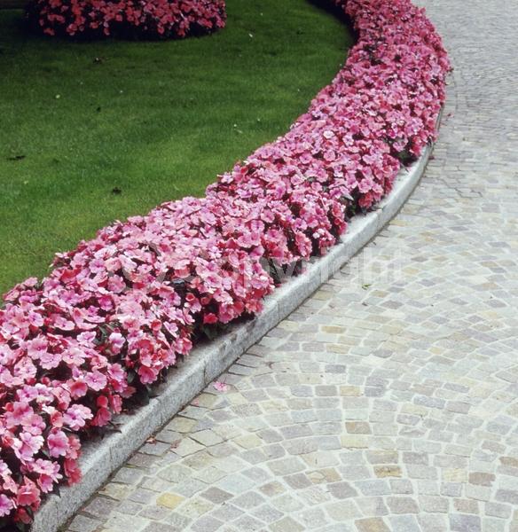 Red blooms; Orange blooms; Purple blooms; White blooms; Pink blooms