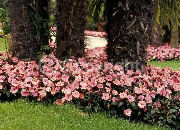 Red blooms; Orange blooms; Purple blooms; White blooms; Pink blooms