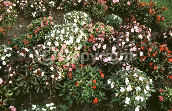 Red blooms; Orange blooms; Purple blooms; White blooms; Pink blooms