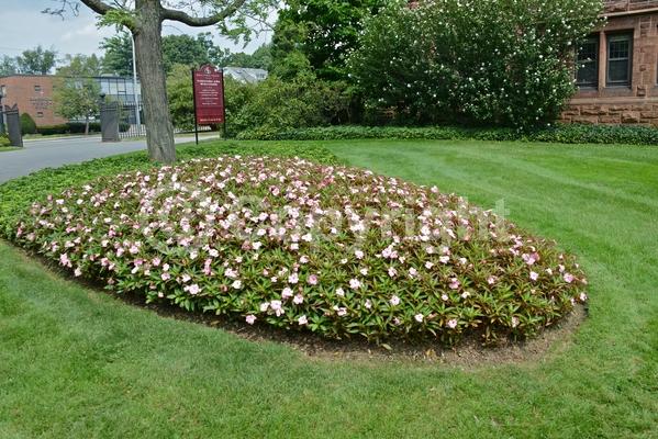 Red blooms; Orange blooms; Purple blooms; White blooms; Pink blooms