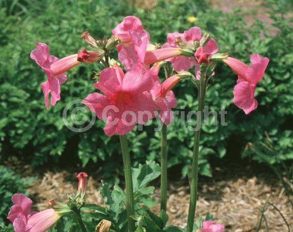 Pink blooms; Deciduous; Broadleaf