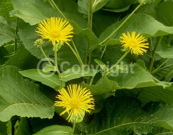 Yellow blooms; Deciduous; Broadleaf