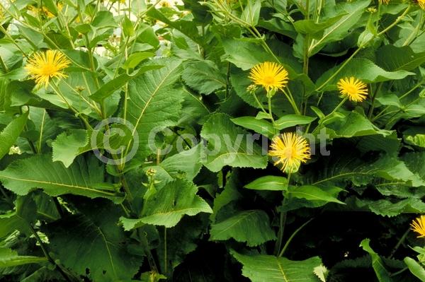 Yellow blooms; Deciduous; Broadleaf