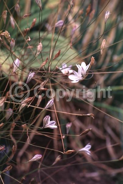 Pink blooms; Deciduous; Broadleaf