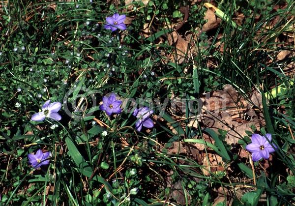 Blue blooms; Deciduous; Broadleaf