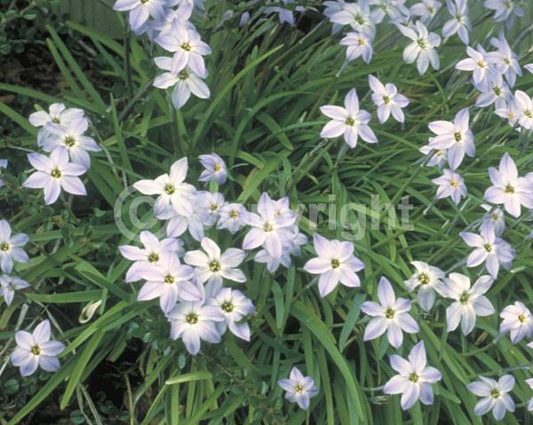 Blue blooms; White blooms; Deciduous; Broadleaf