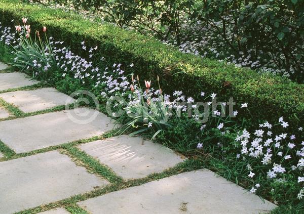 Blue blooms; White blooms; Deciduous; Broadleaf