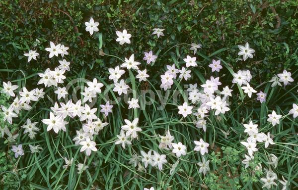 Blue blooms; White blooms; Deciduous; Broadleaf