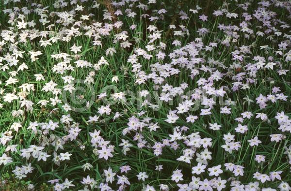 Blue blooms; White blooms; Deciduous; Broadleaf