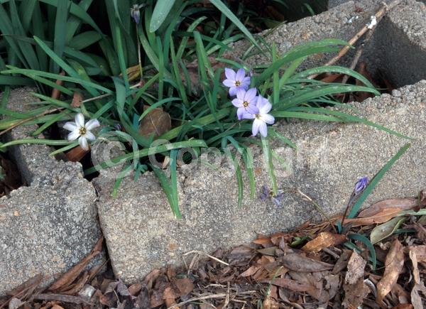 Blue blooms; Deciduous; Broadleaf