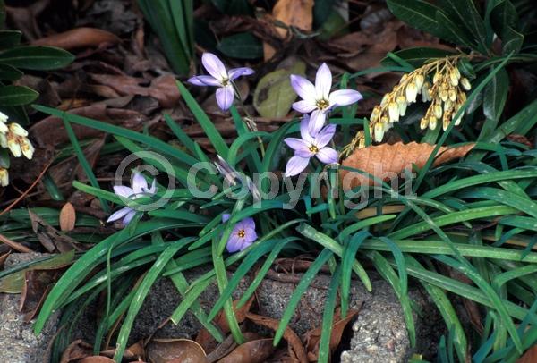 Blue blooms; Deciduous; Broadleaf